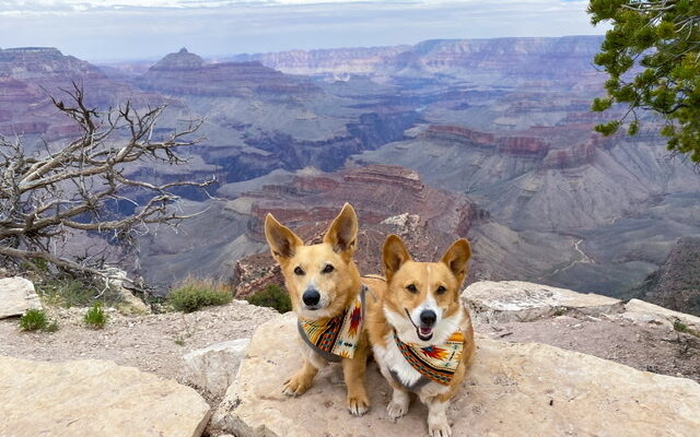 Visiting National Parks With Dogs