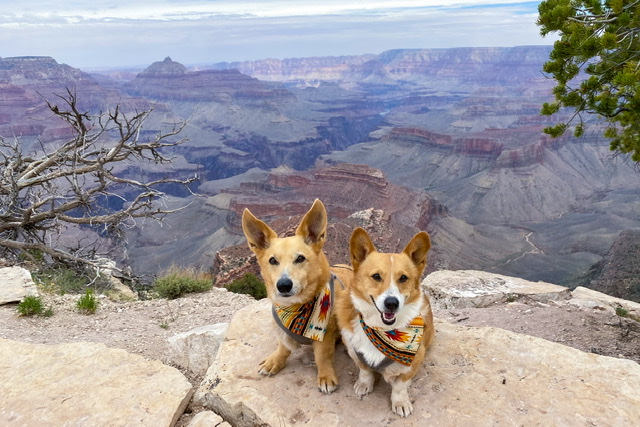 Dog friendly clearance hikes grand canyon