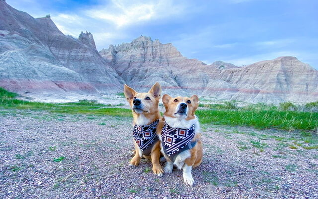 Badlands National Park With Dogs