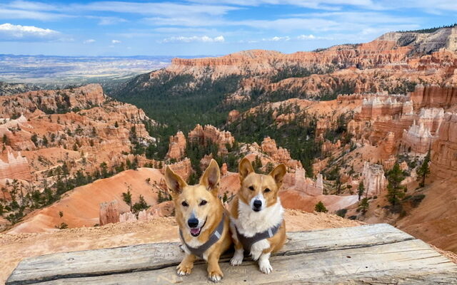 Bryce Canyon National Park With Dogs