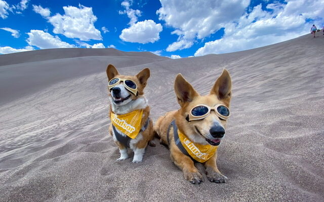 Great Sand Dunes National Park With Dogs