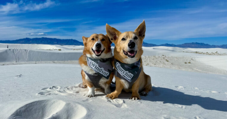 White Sands National Park With Dogs