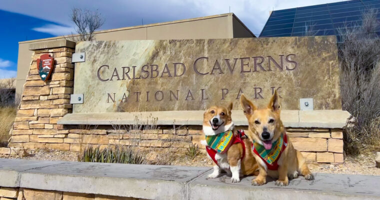 Carlsbad Caverns National Park With Dogs