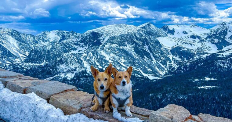 Rocky Mountain National Park With Dogs