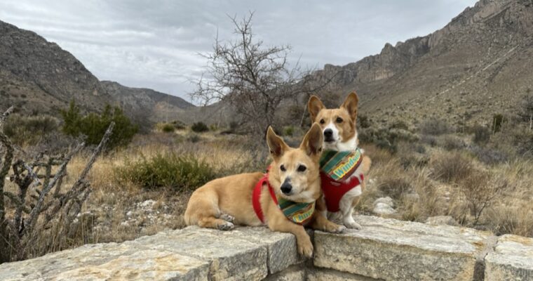 Guadalupe Mountains National Park With Dogs