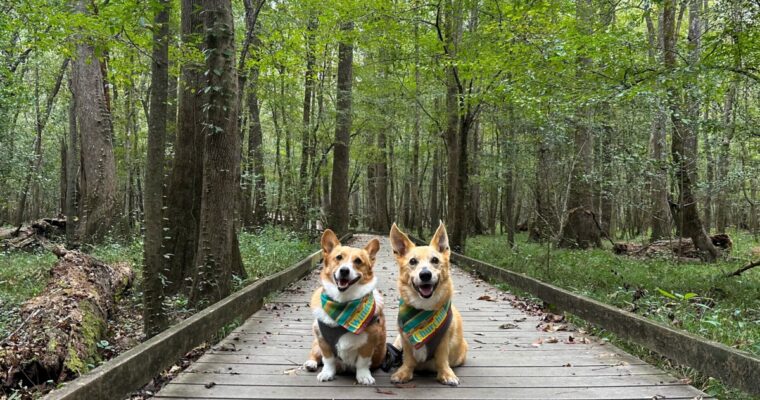Congaree National Park With Dogs