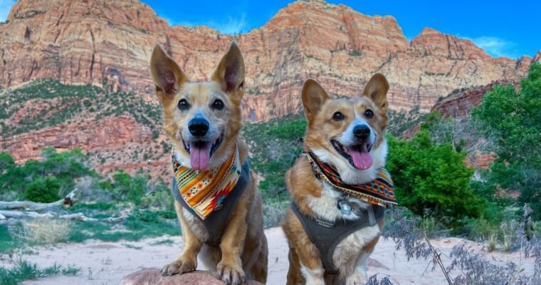 Zion National Park With Dogs