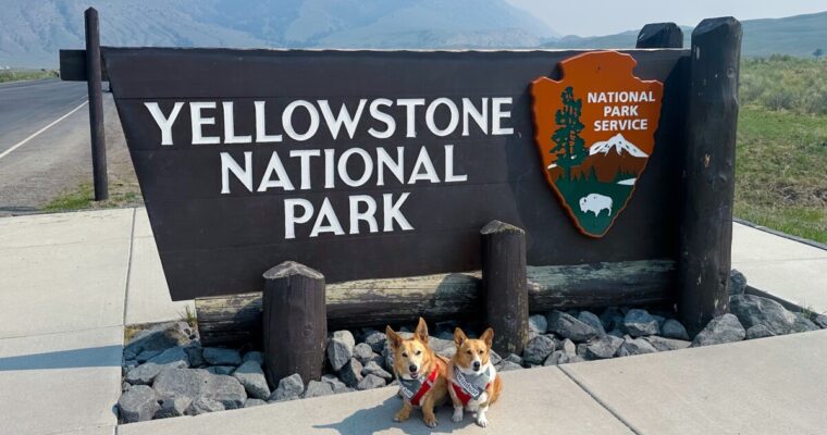 Yellowstone National Park With Dogs