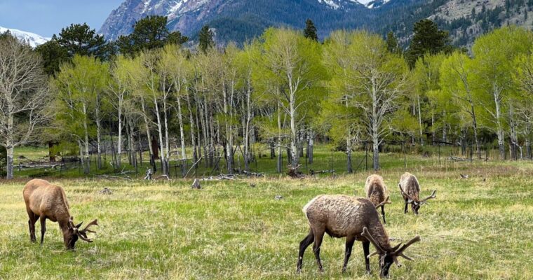 Exploring National Parks: A Beginner’s Guide
