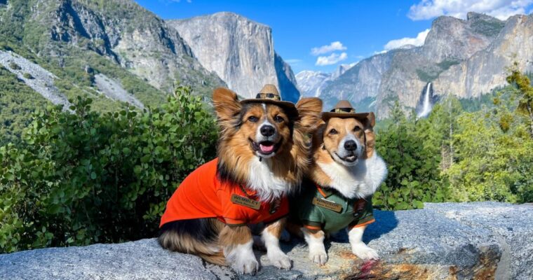 Yosemite National Park With Dogs