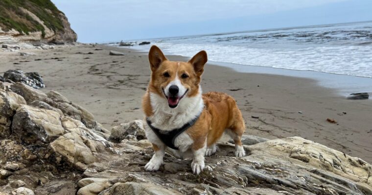 Dog-Friendly Santa Barbara