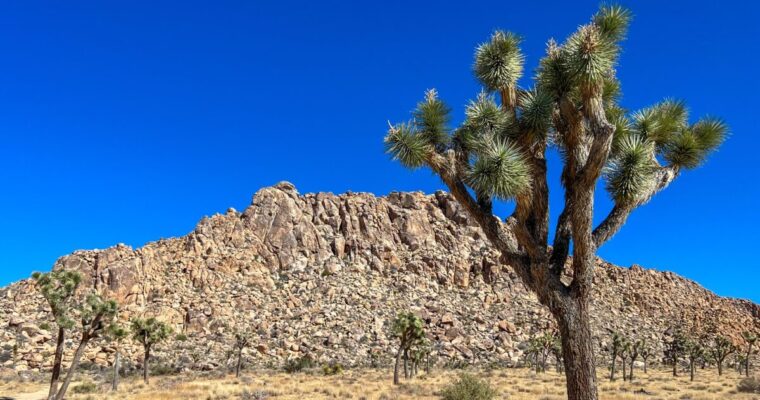 LA to Joshua Tree National Park Day Trip