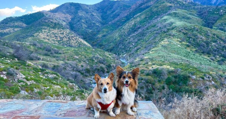 Sequoia & Kings Canyon National Parks With Dogs