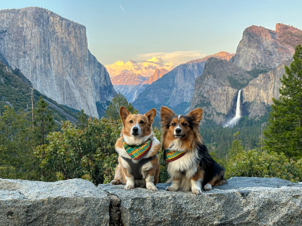 National Parks With Dogs