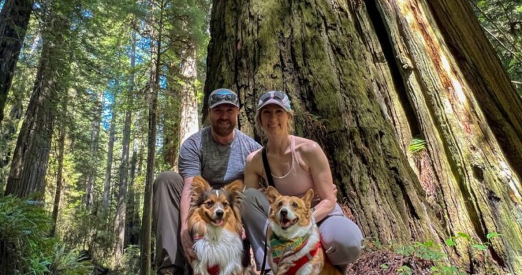 Redwoods National Park With Dogs