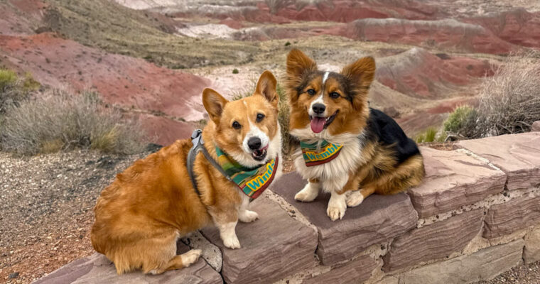 Petrified Forest National Park with Dogs